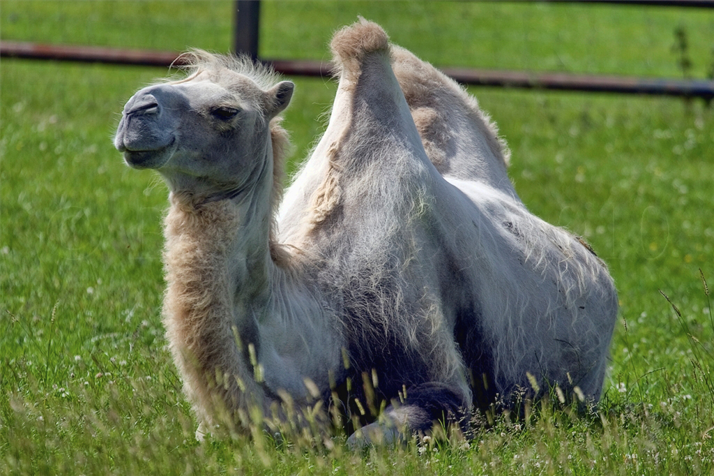 Bactrian Camel