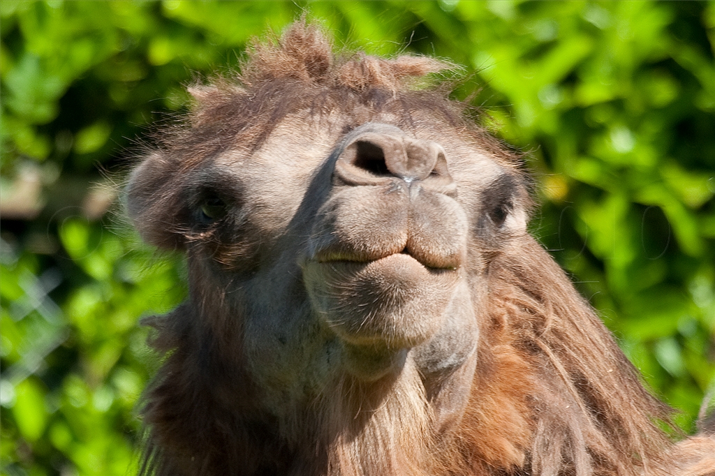 Bactrian Camel
