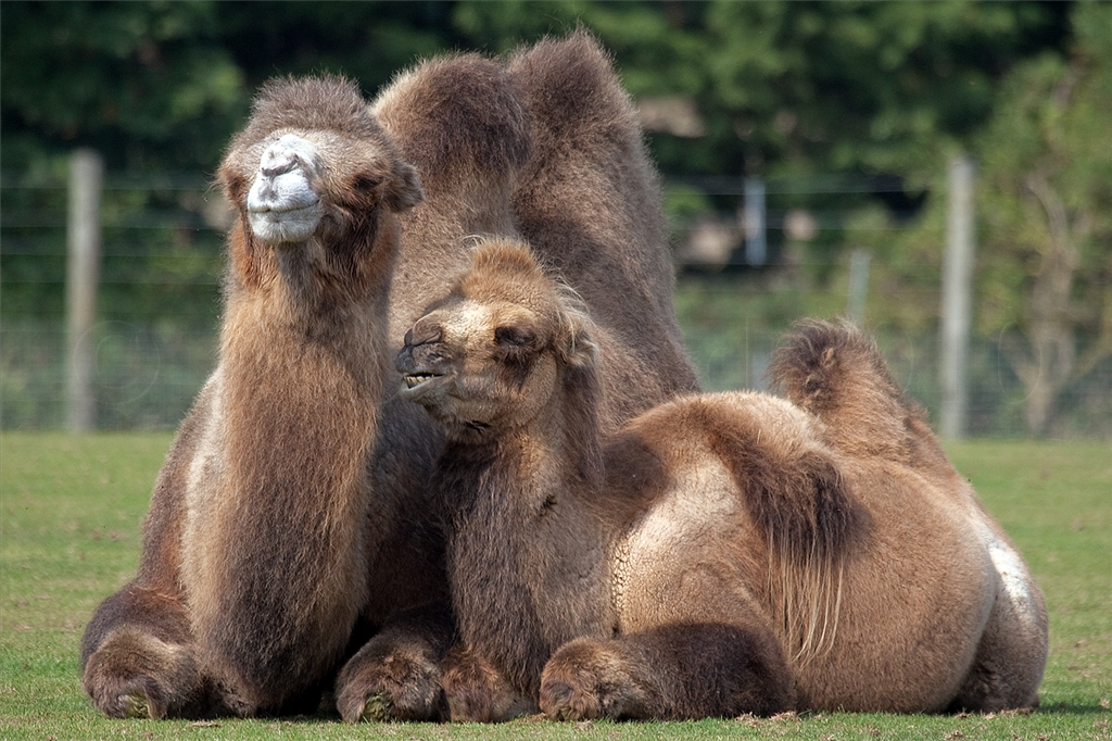 Bactrian Camel