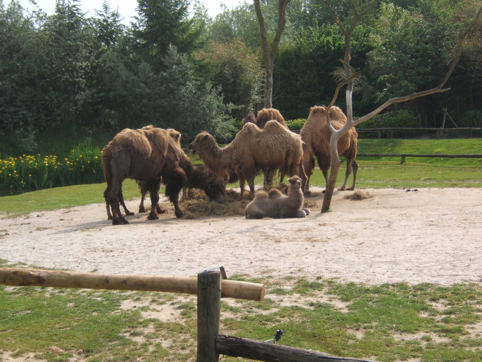 Bactrian Camel