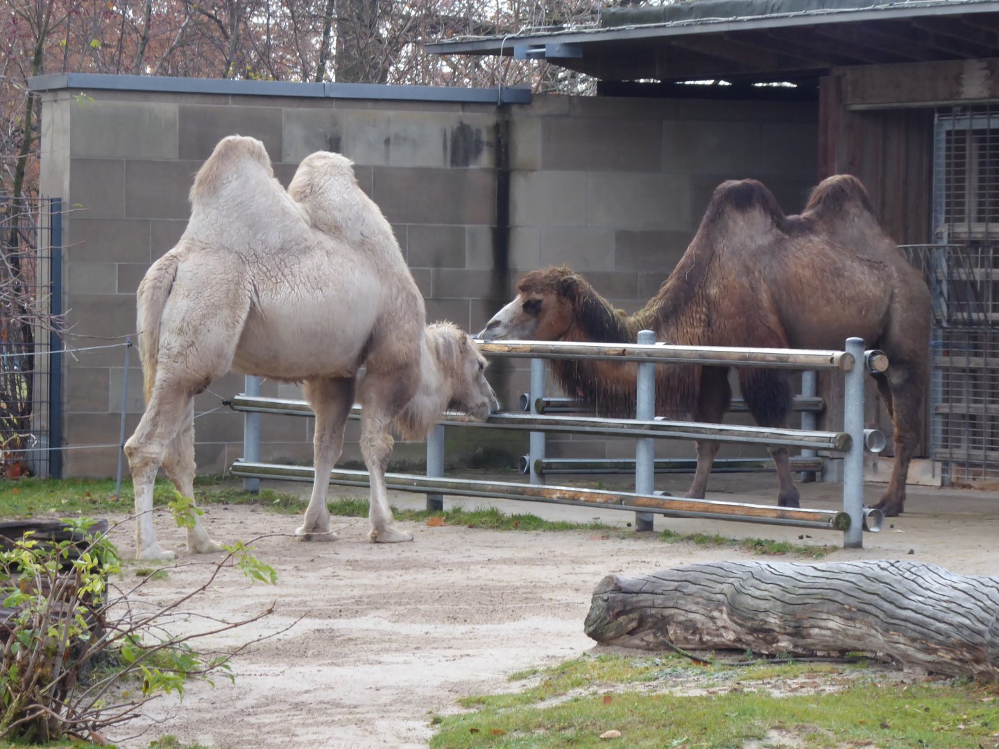 Bactrian camels 011218