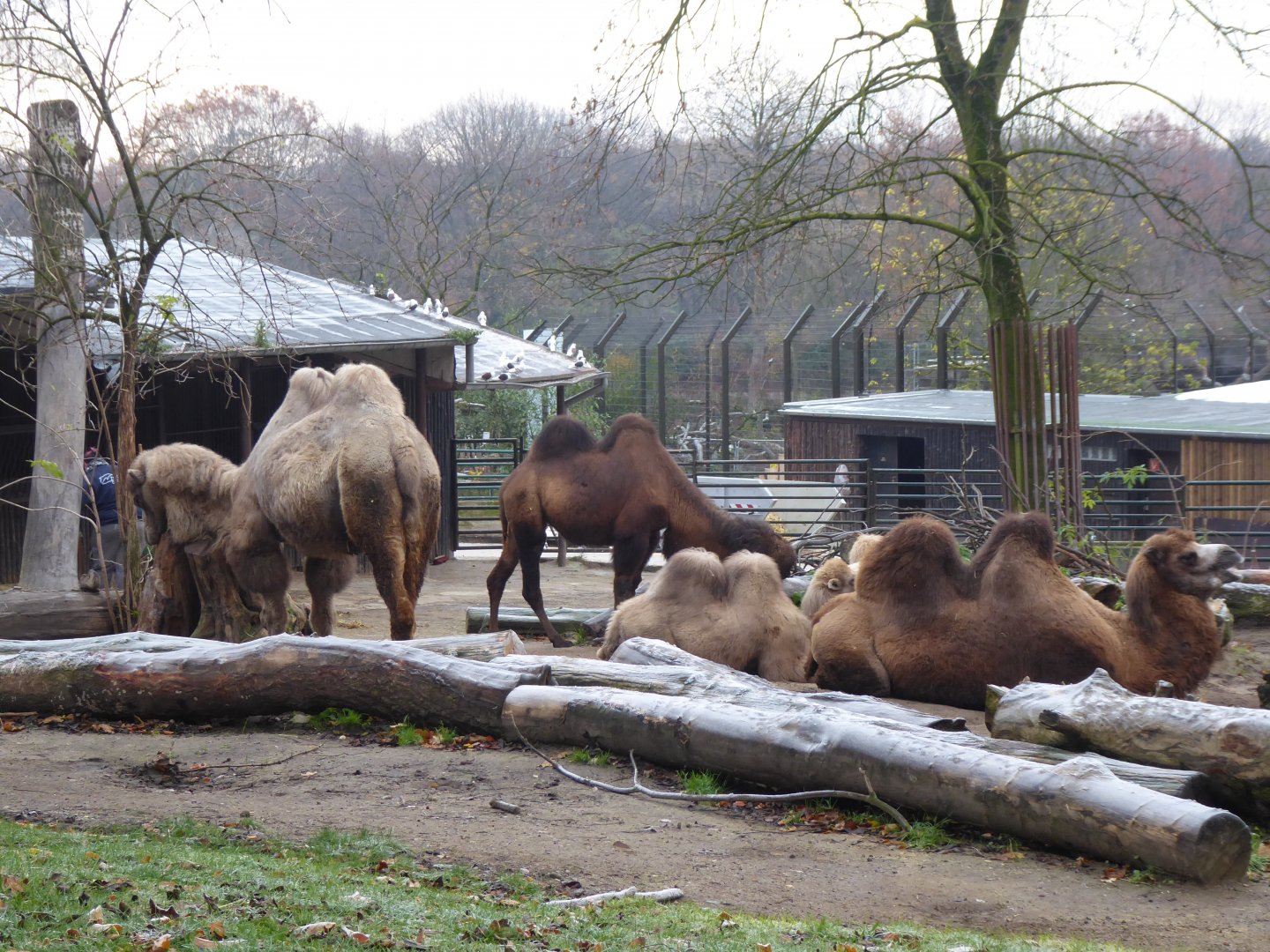 Bactrian camels 011219