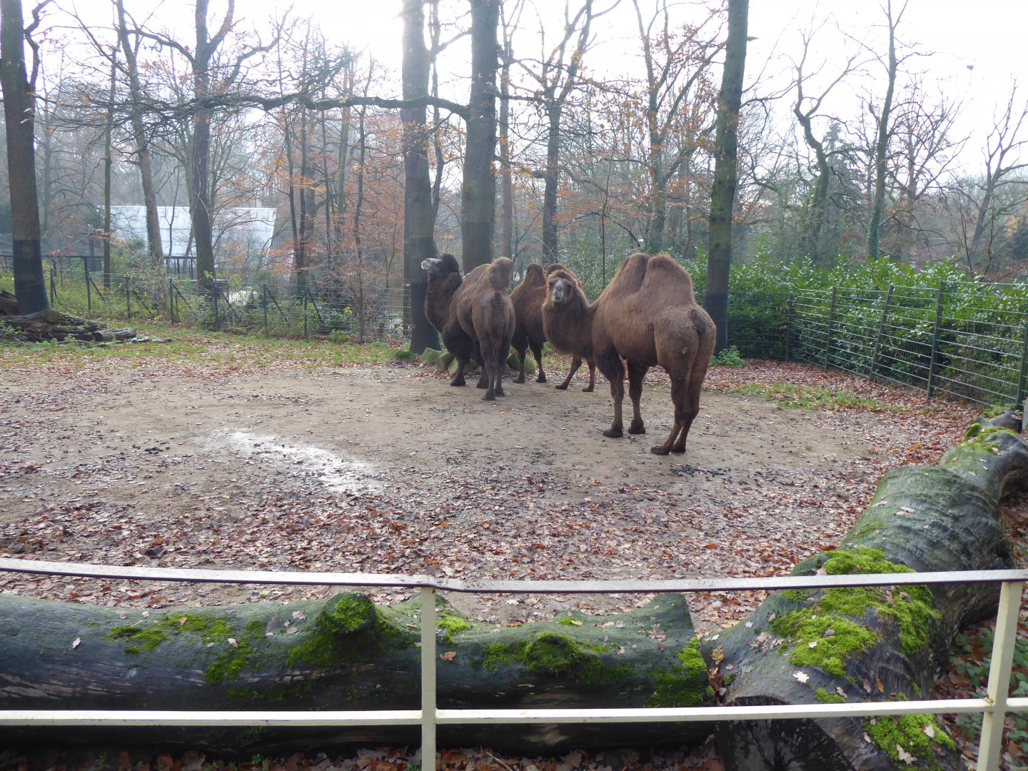 Bactrian camels 021219