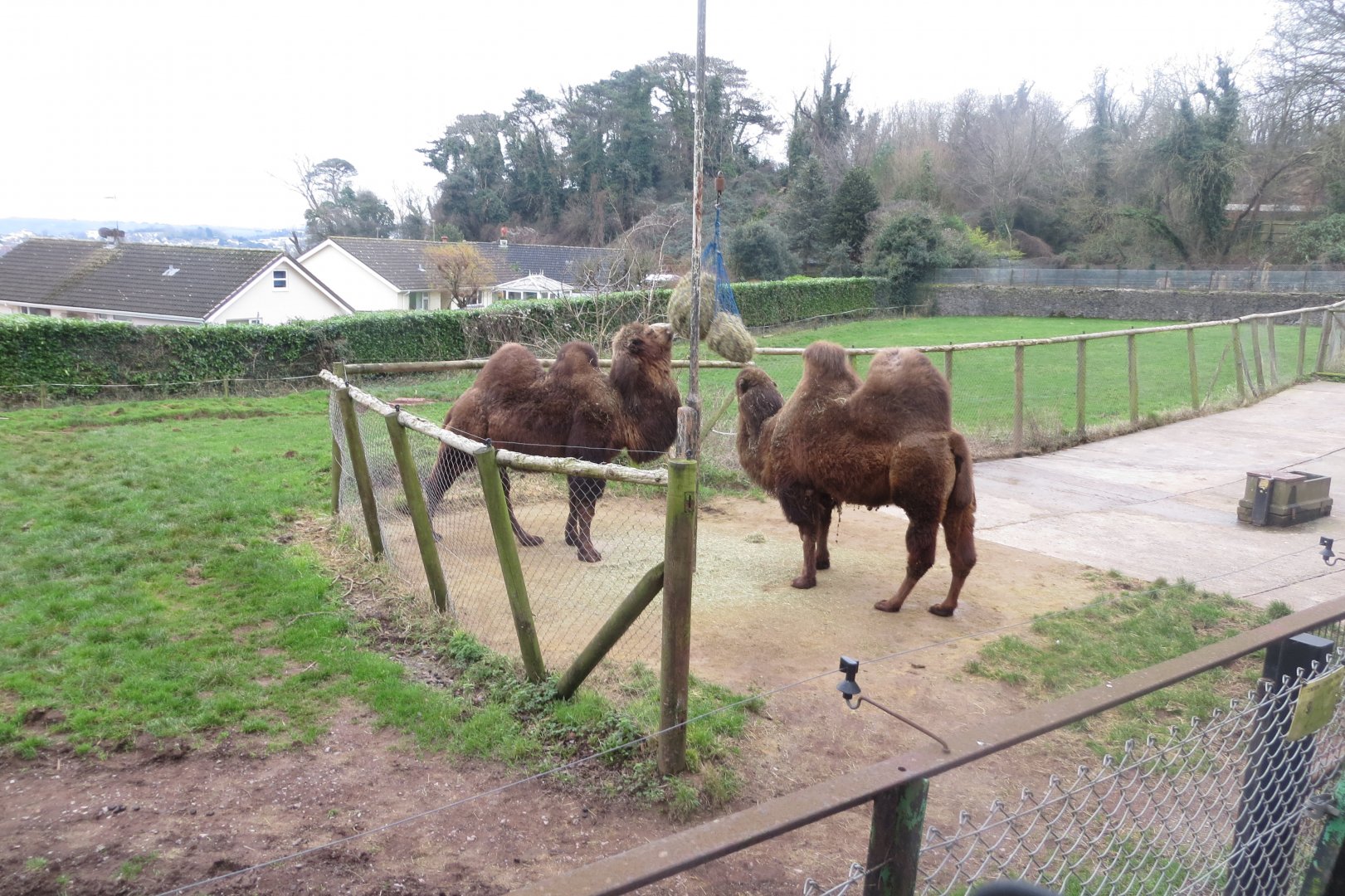 Bactrian camels 050119