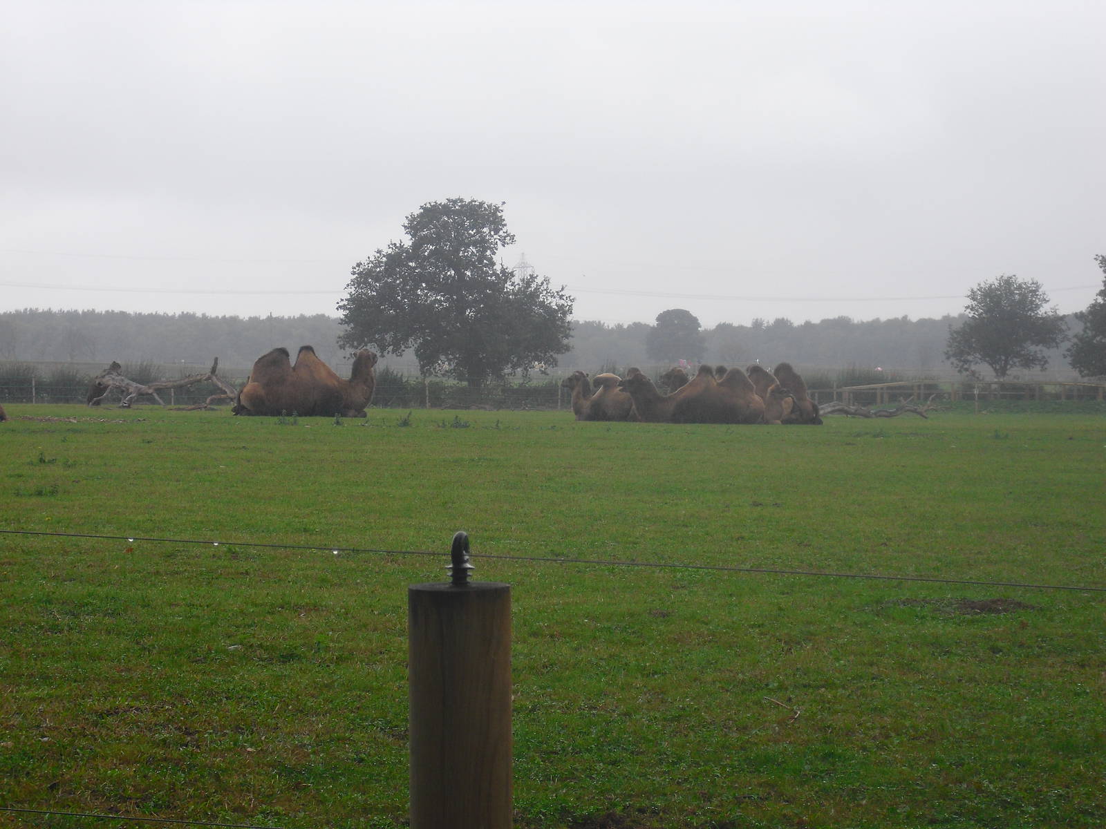 Bactrian Camels - 06/09/2011