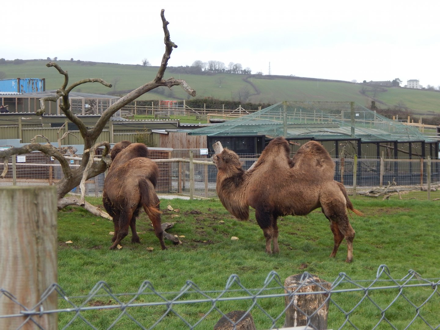 Bactrian camels 060222