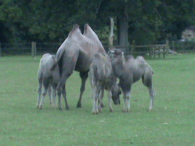 bactrian camels 100711