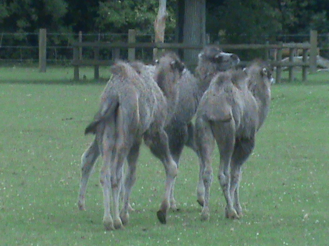 bactrian camels 100711