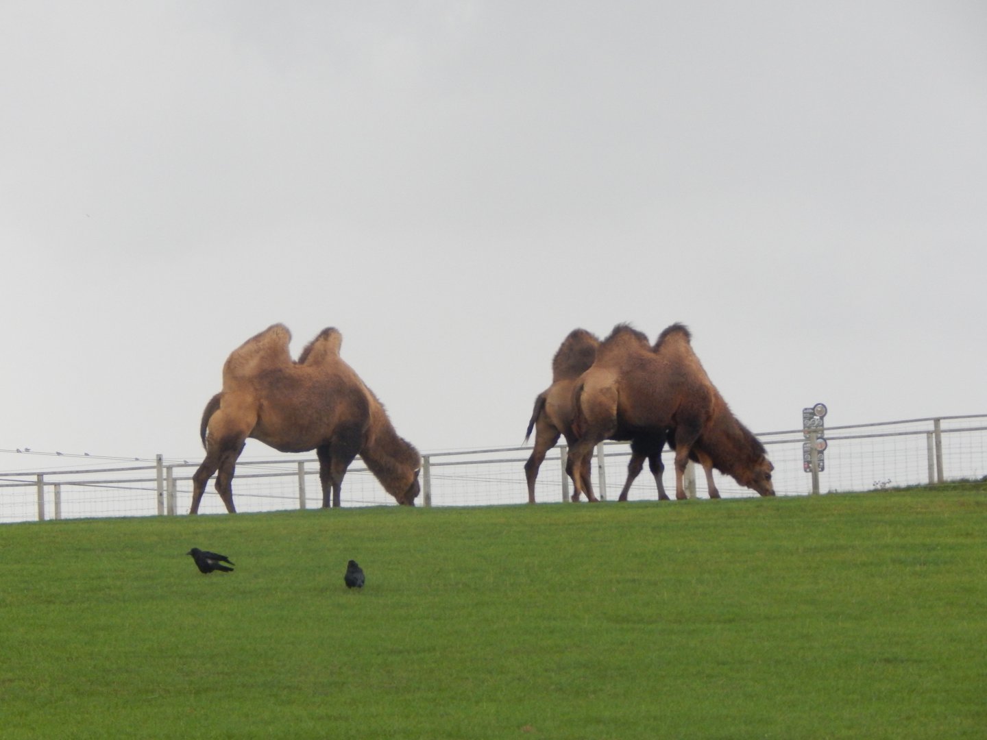 Bactrian camels 130925