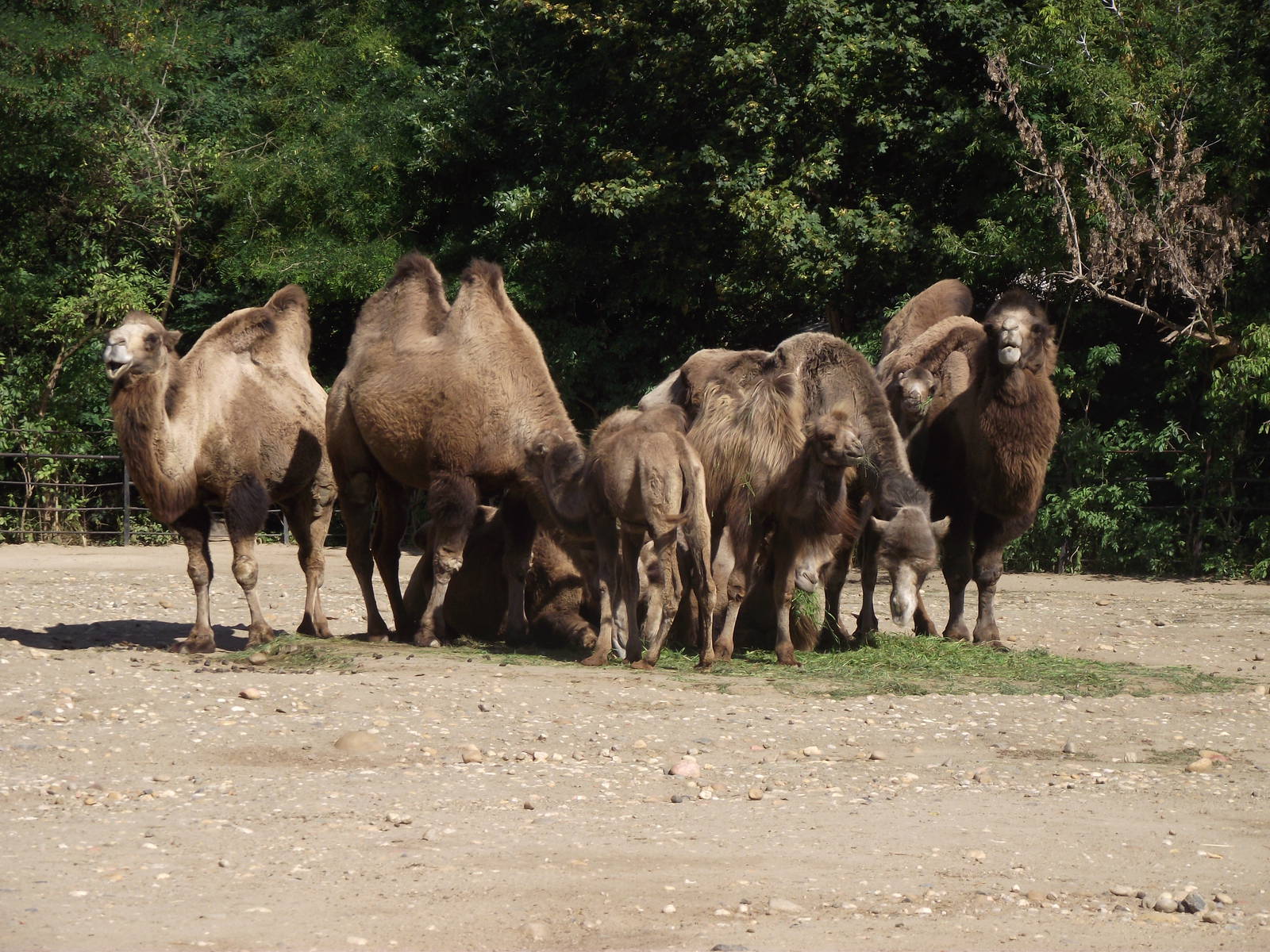 bactrian camels 140911