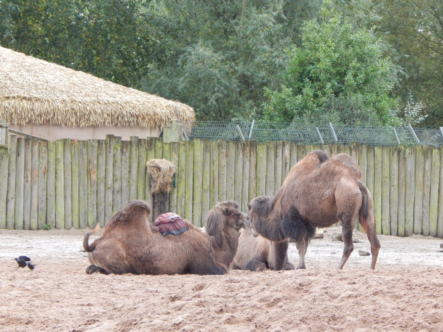 Bactrian camels 191021