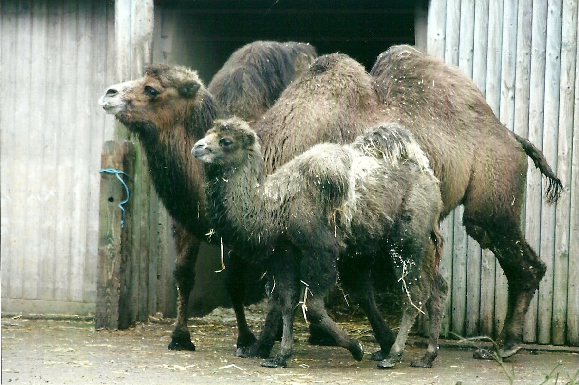 Bactrian Camels 1st November 2012