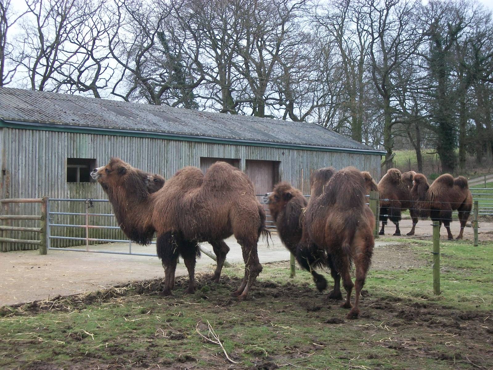 Bactrian Camels 22nd February 2013