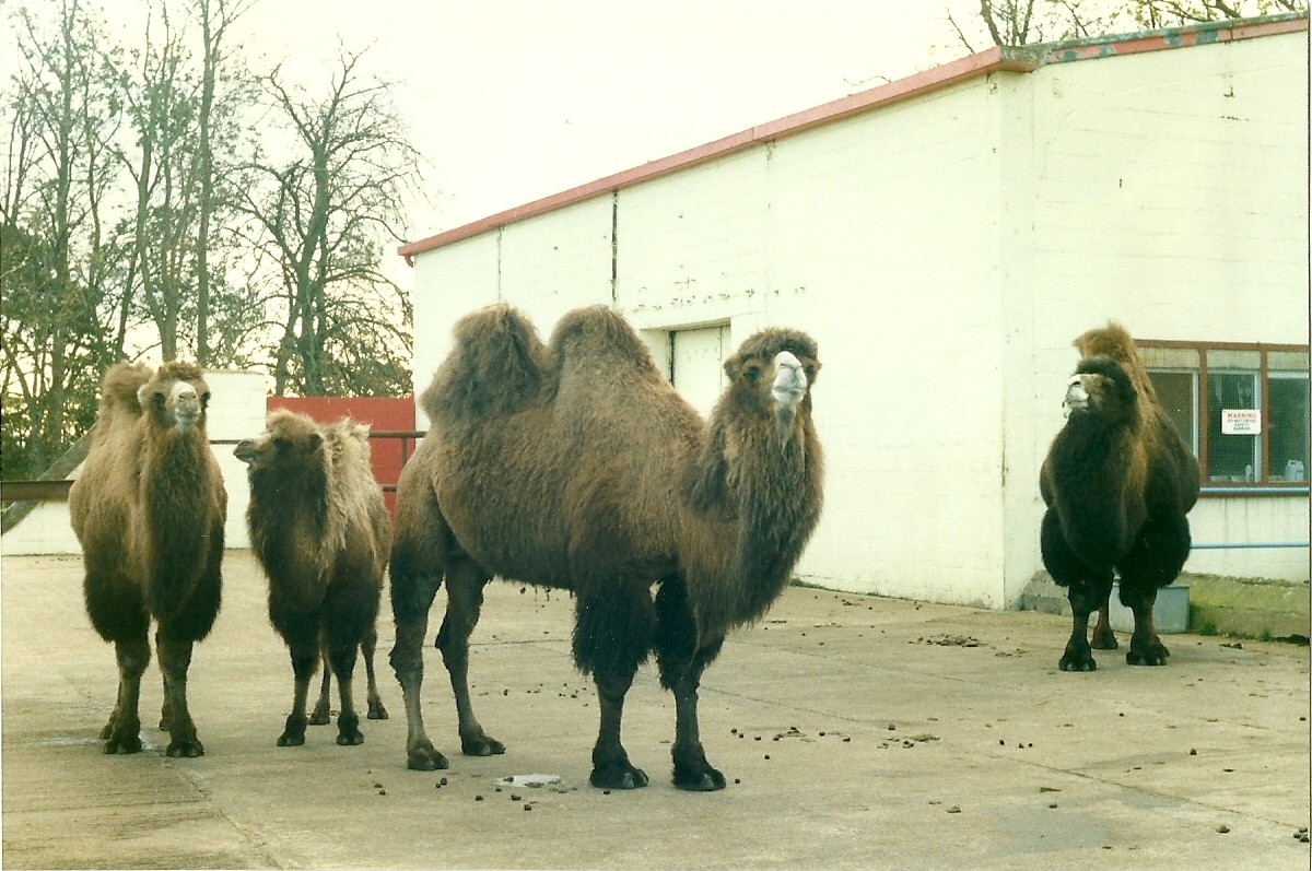 Bactrian Camels 26th October 1996