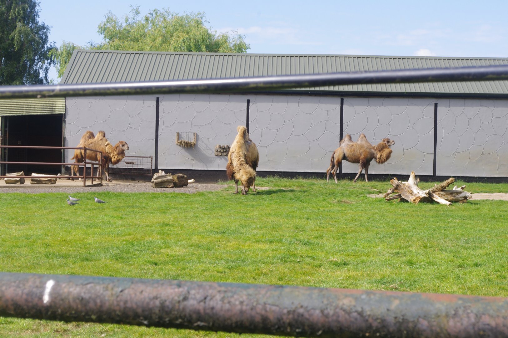 Bactrian Camels- 3/6/2022