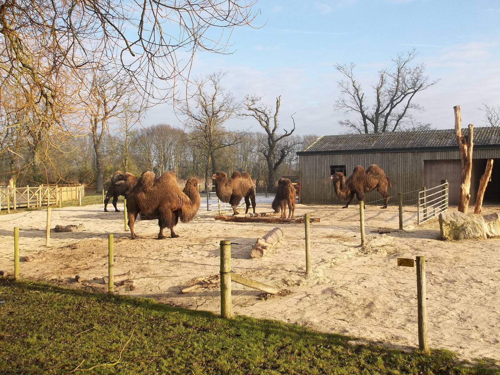 Bactrian Camels, 30th December 2014