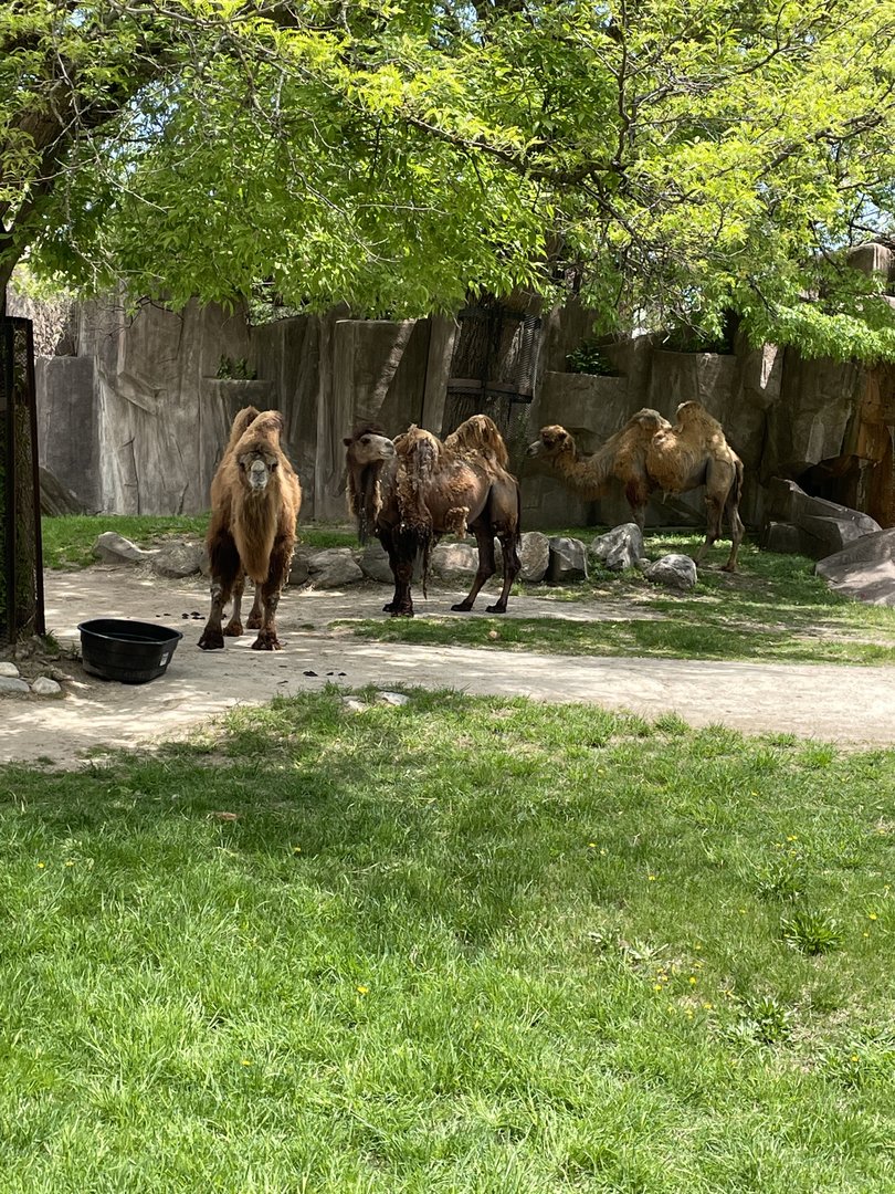 Bactrian Camels (5/23/22)