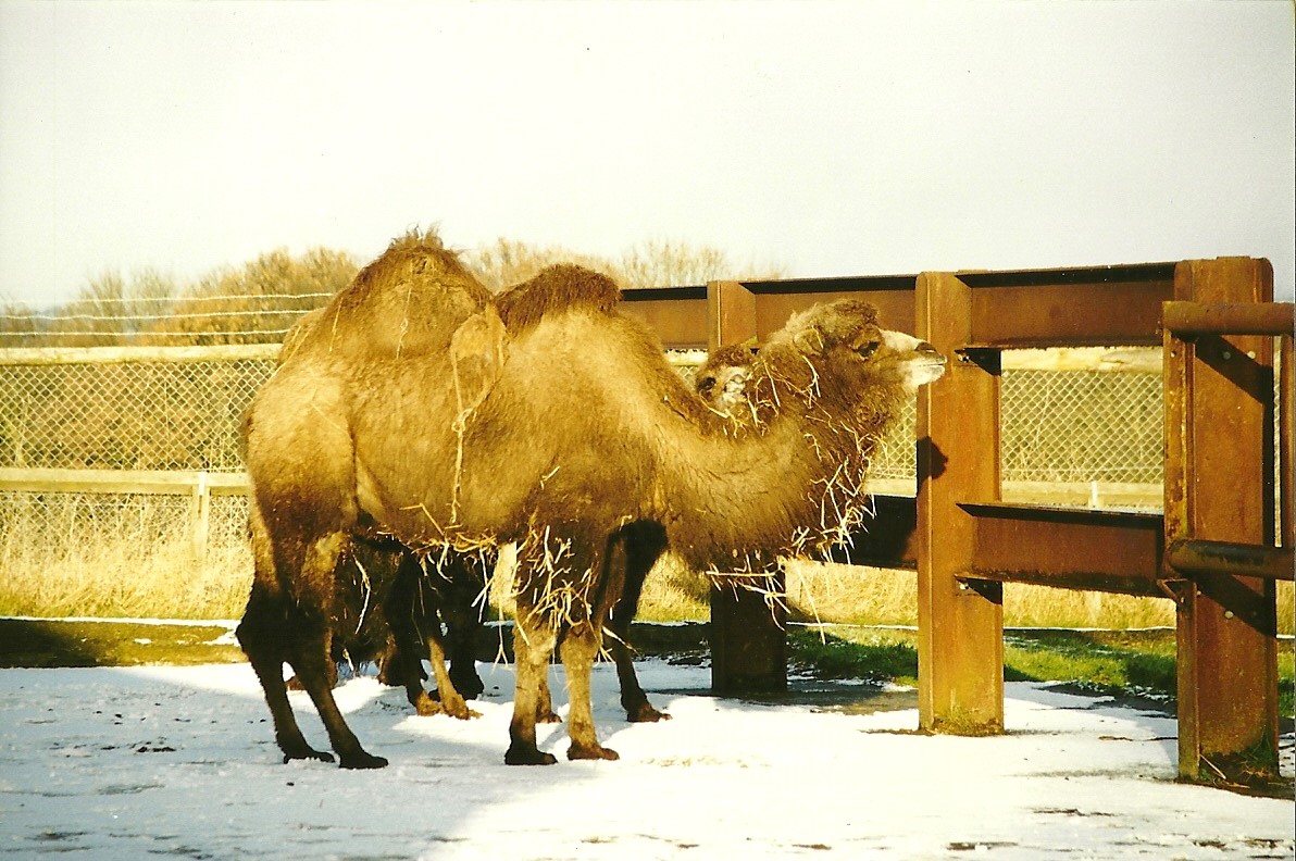 Bactrian Camels 5th December 1998
