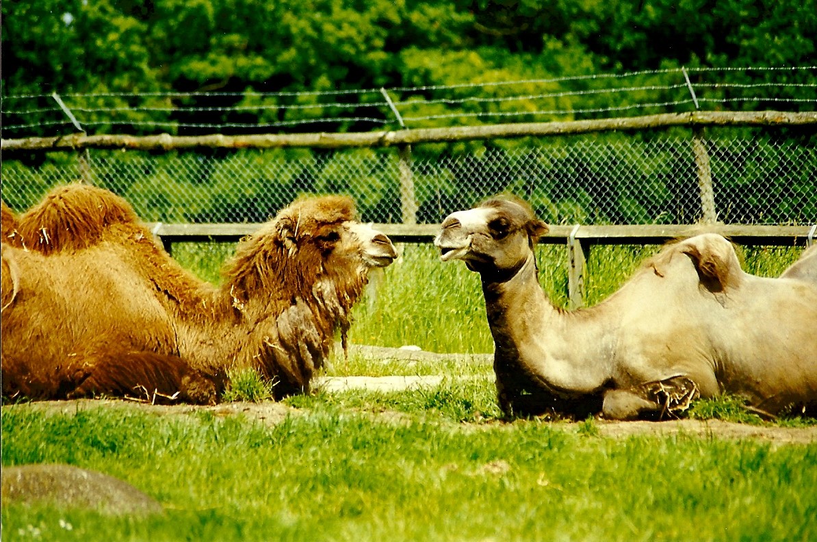 Bactrian Camels 5th June 1999