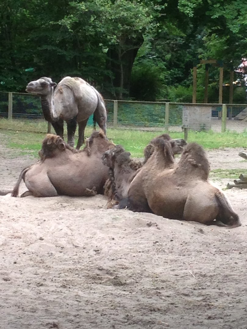 Bactrian camels, 9th July 2019