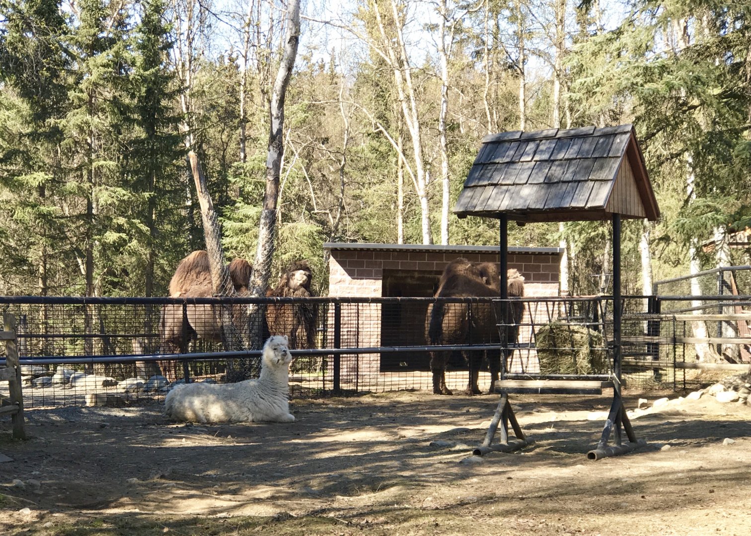 Bactrian Camels and an Alpaca