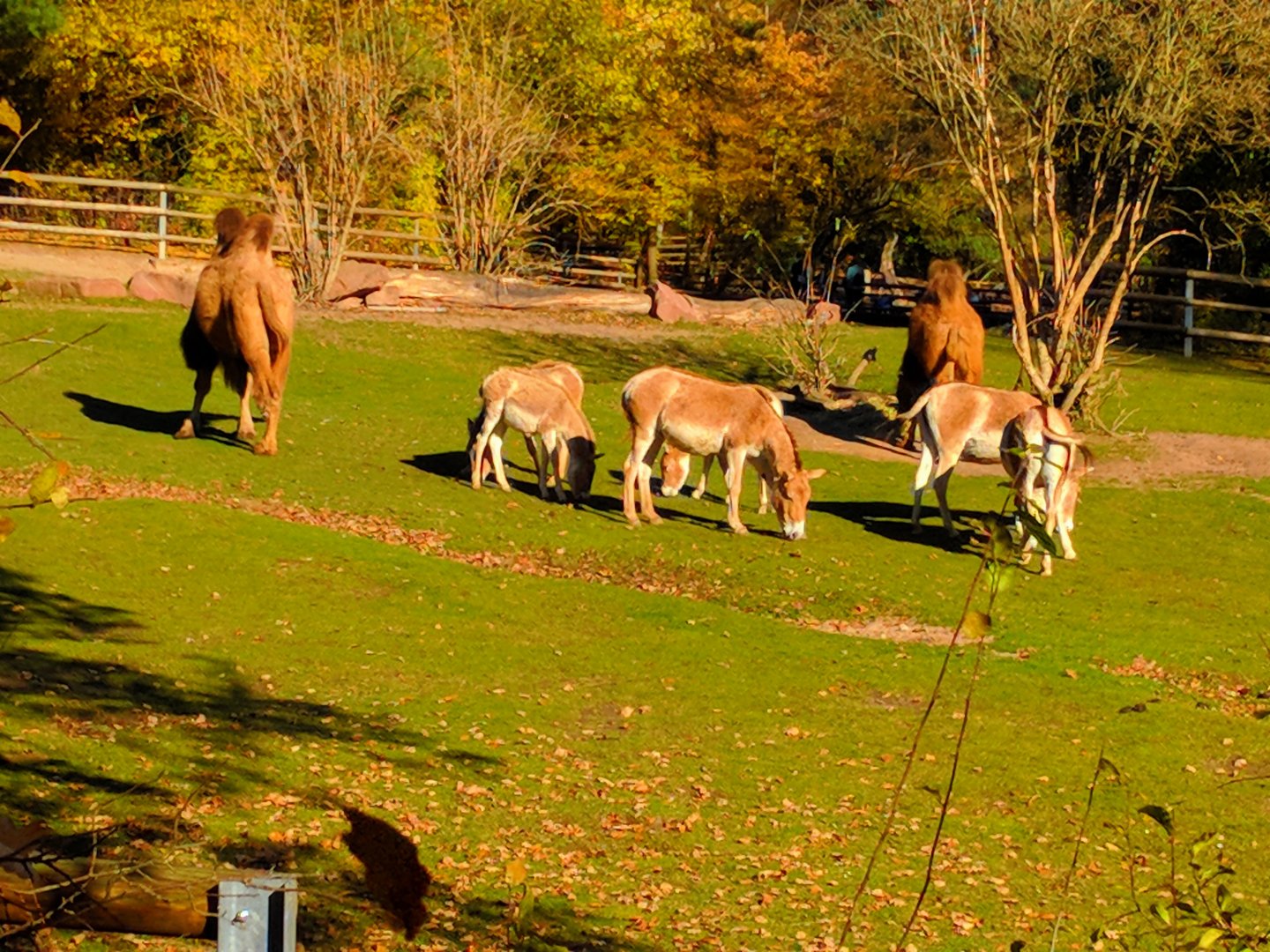 Bactrian Camels and Asian Wild Ass
