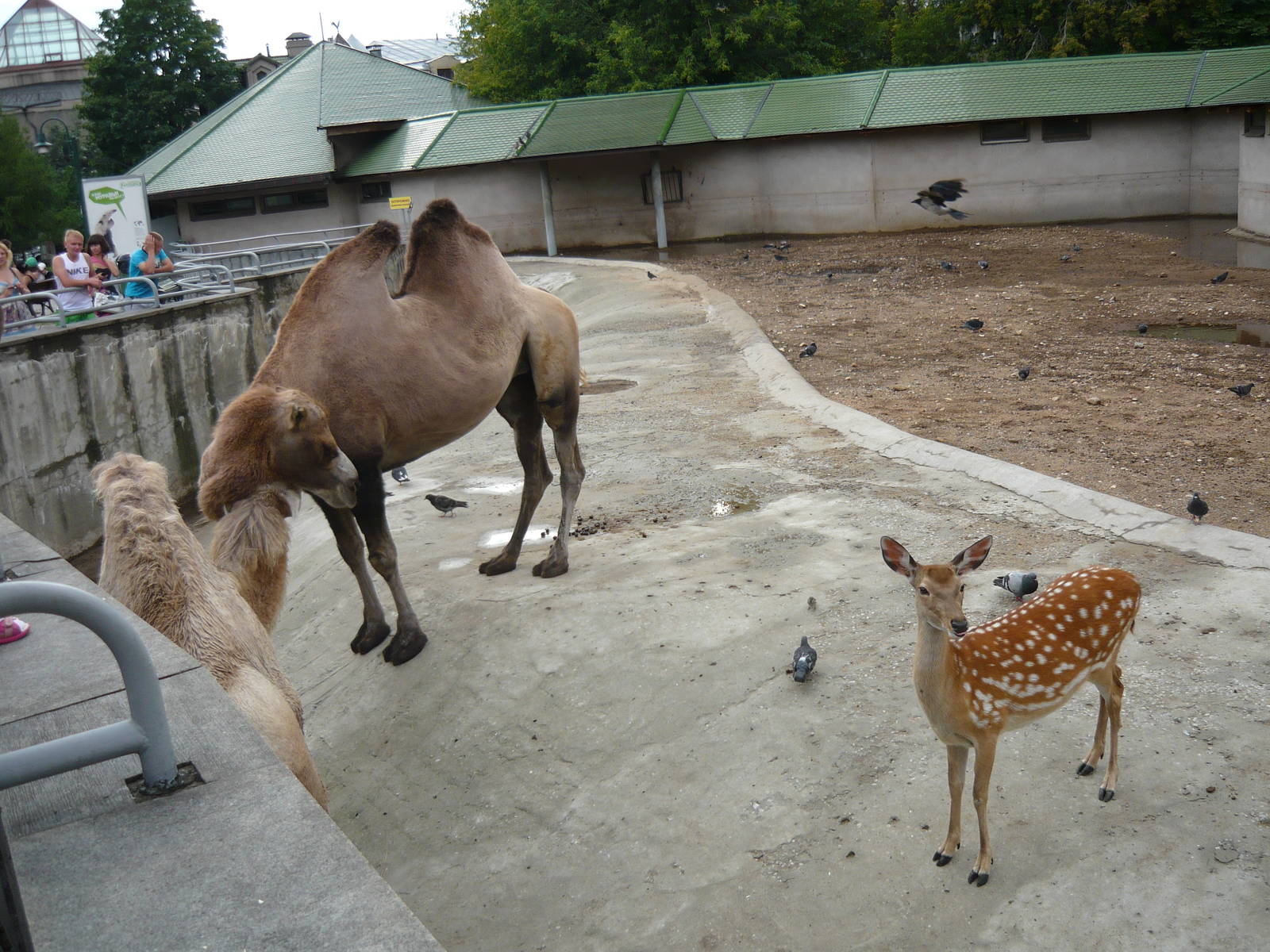 Bactrian camels and Sika deer