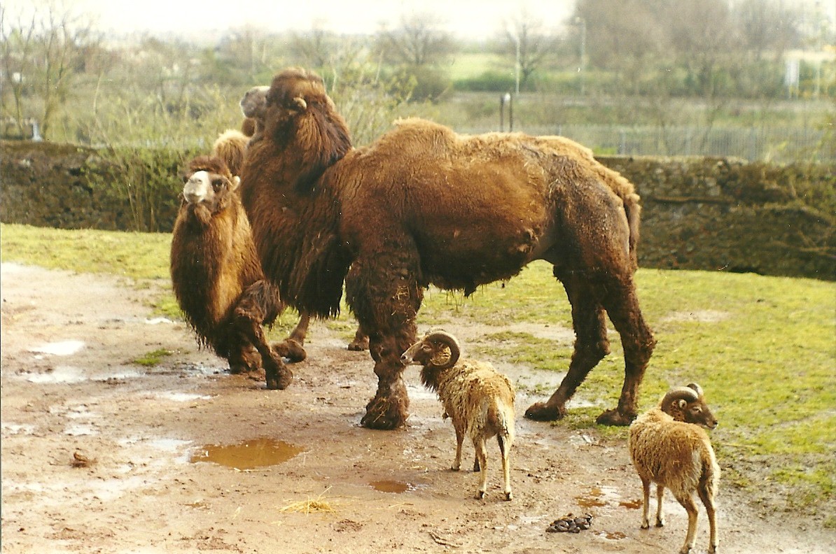 Bactrian Camels and Soay Sheep 6th April 1998
