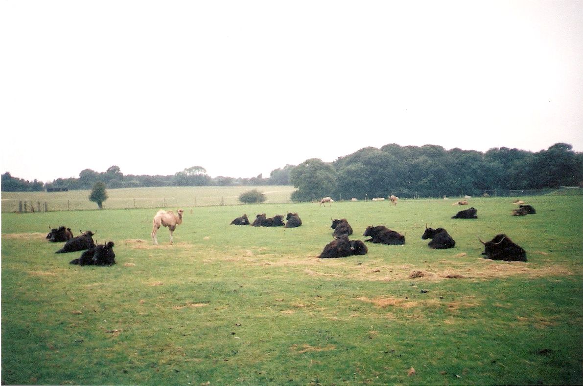 Bactrian Camels and Yaks at Whipsnade Zoo, 26 August 2002