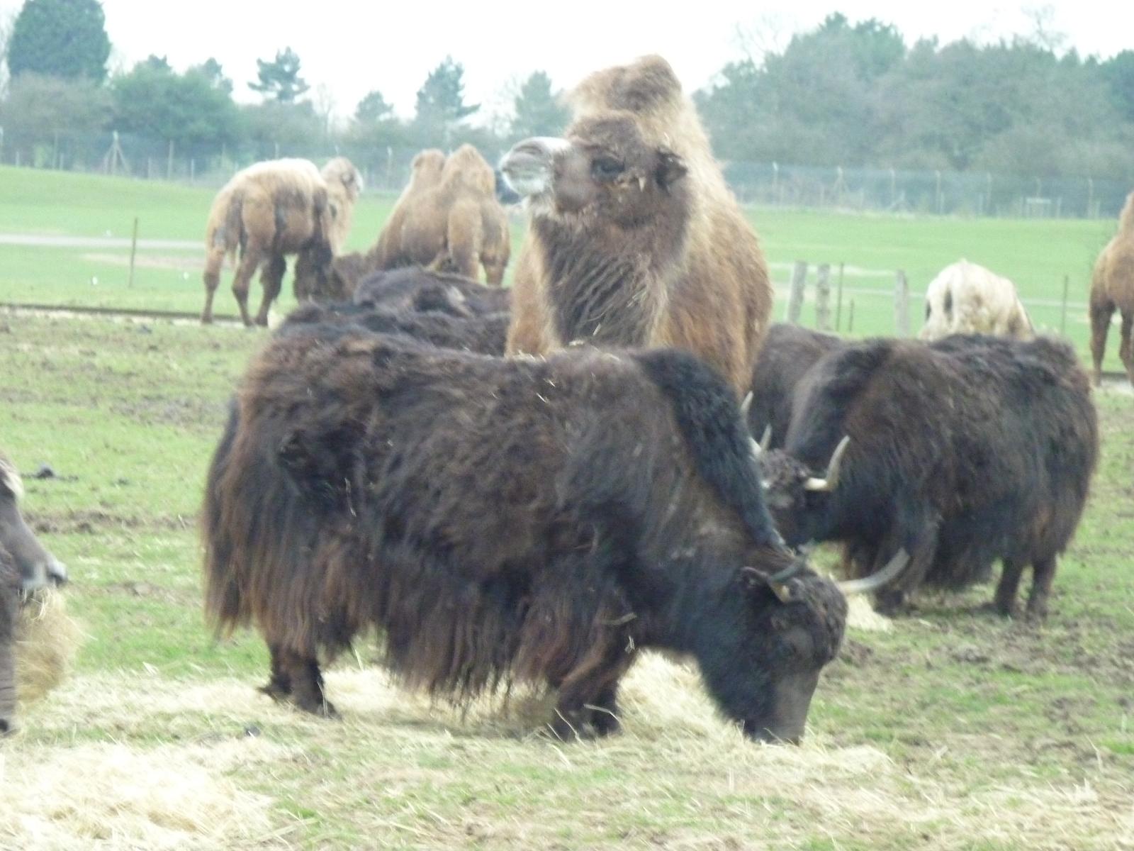 Bactrian Camels and Yaks
