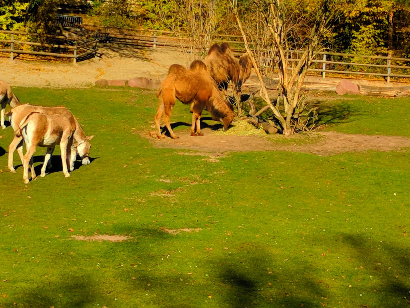 Bactrian Camels & Asian Wild Ass