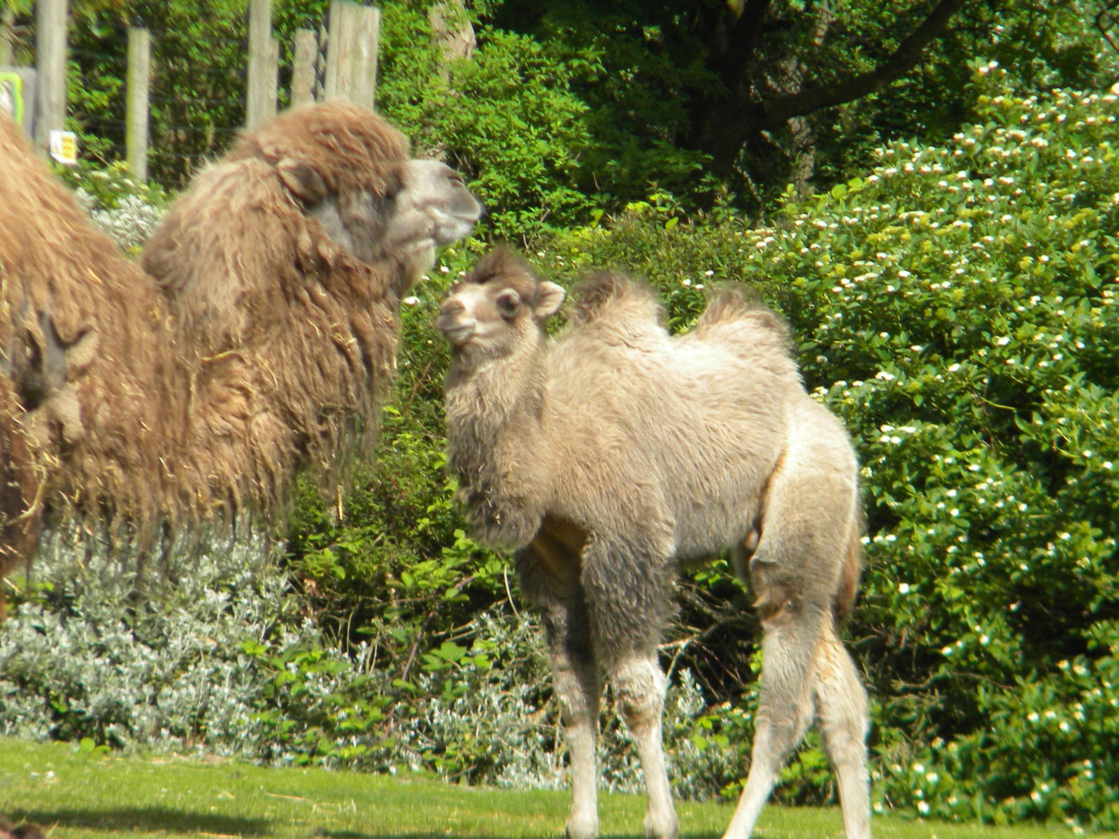 Bactrian Camels at Blackpool Zoo 14/05/11