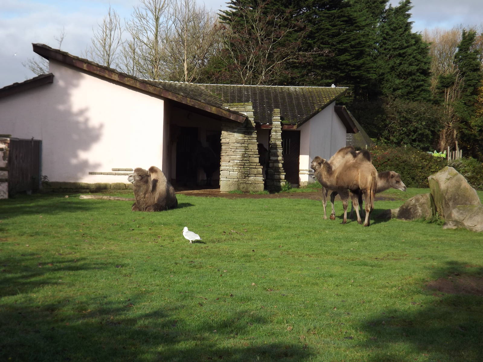 Bactrian Camels at Blackpool zoo 16/10/11