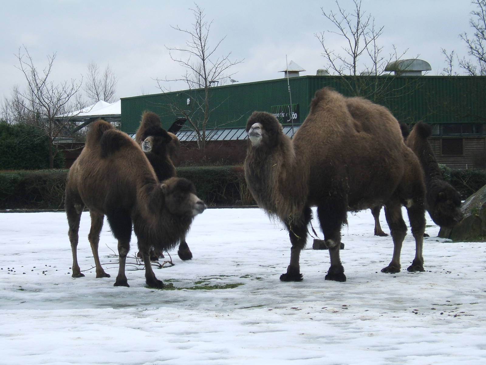 Bactrian camels at Blackpool Zoo, 29 December 2009