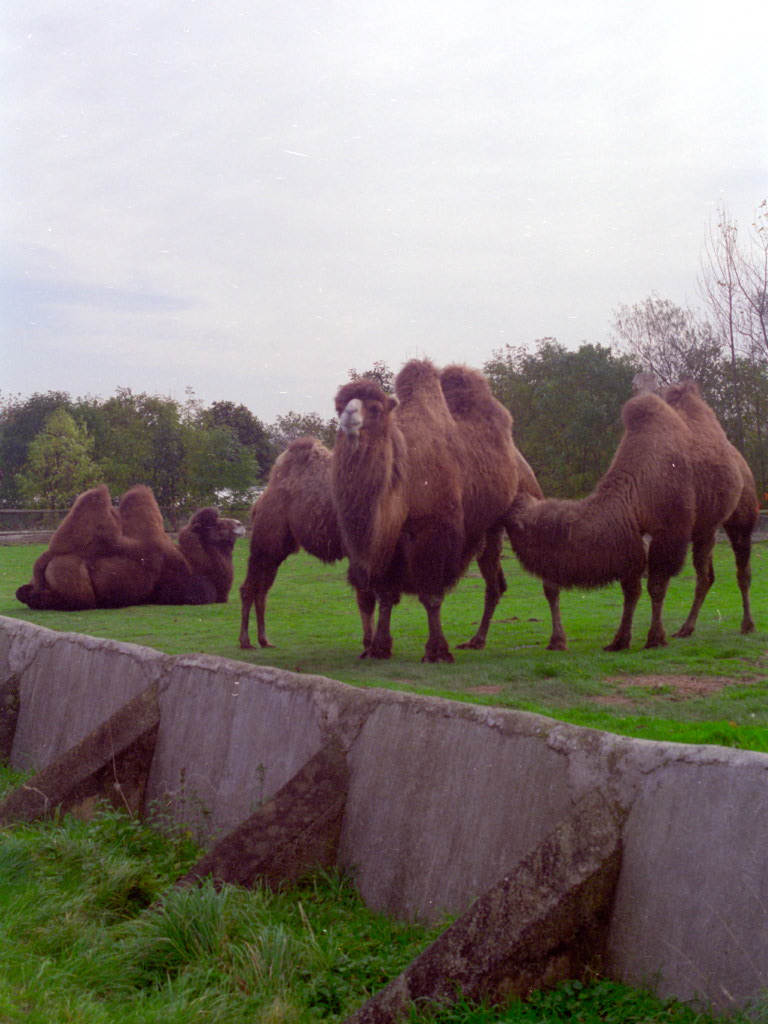 Bactrian Camels at Flamingo Land, mid-1990s