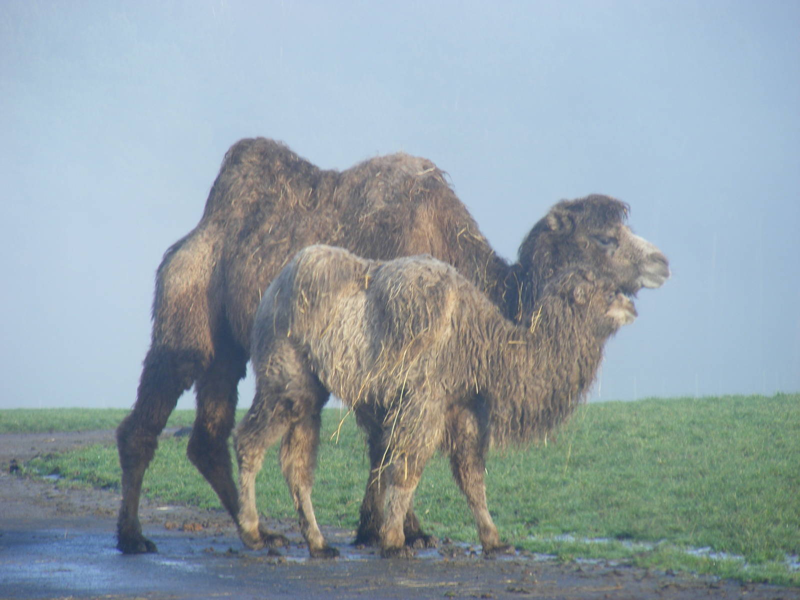 Bactrian camels at Knowsley Safari Park, 28 December 2009