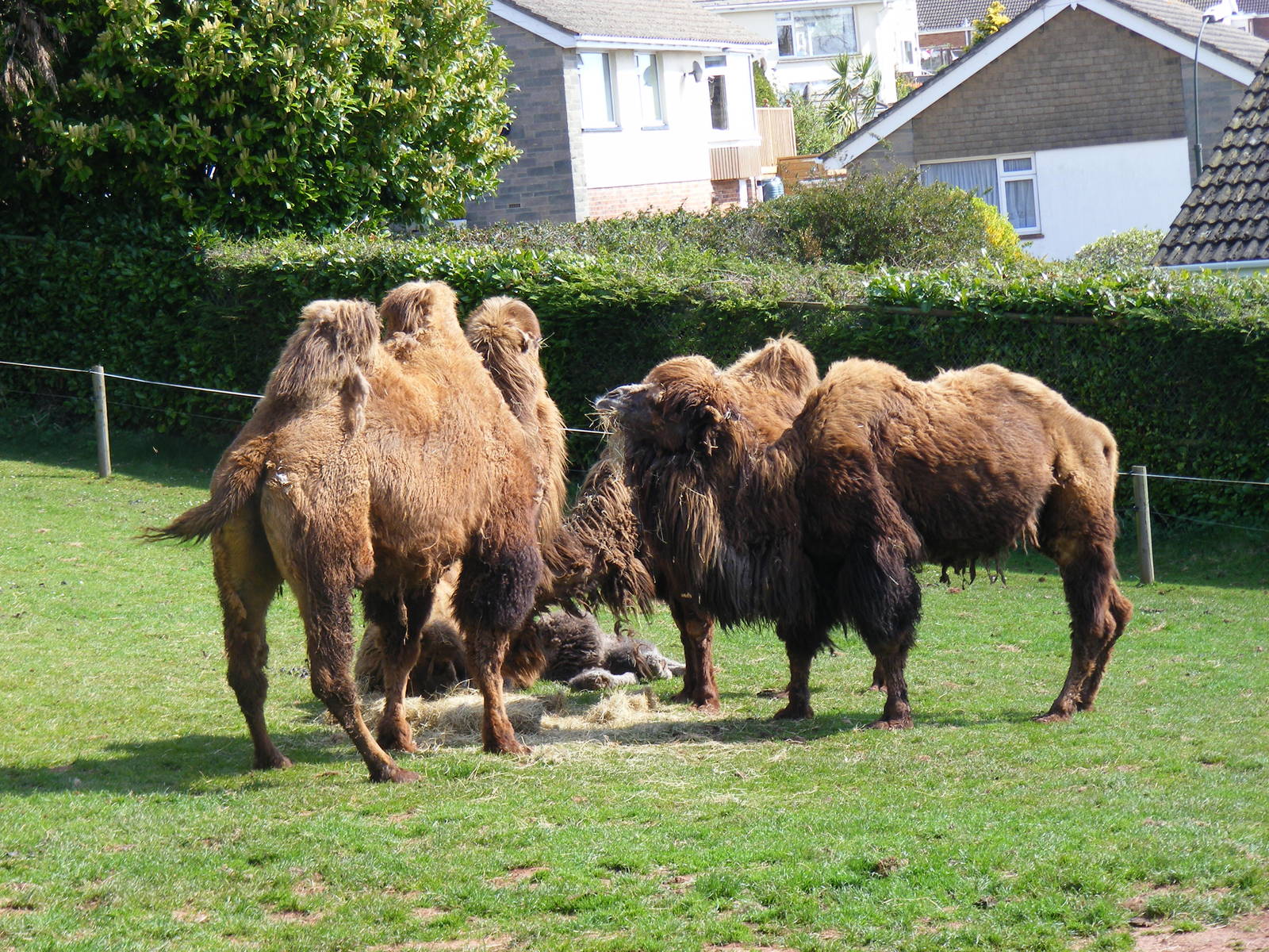 Bactrian Camels at Paignton Zoo, 13 April 2009
