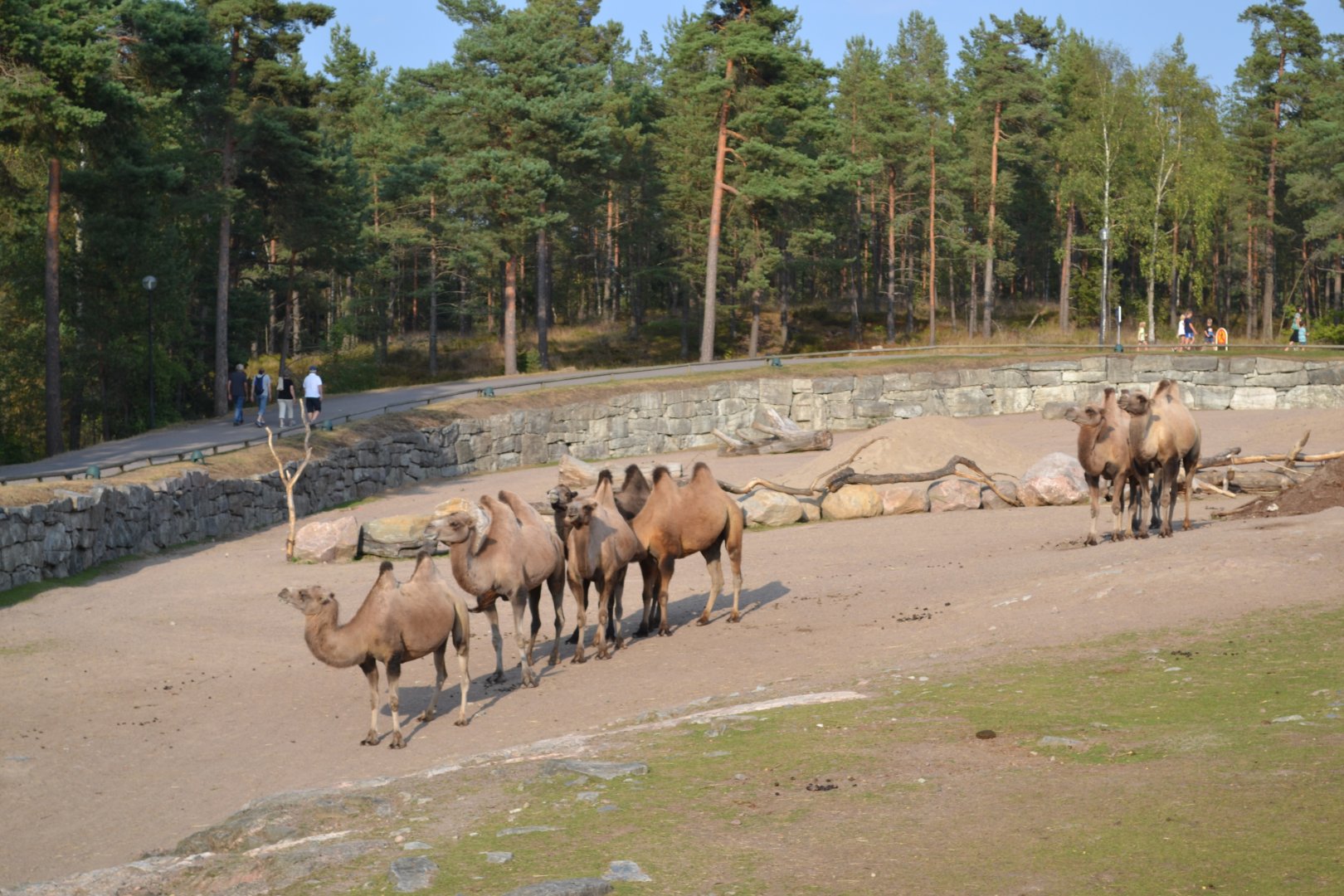 Bactrian camels at the desert at Kolmården