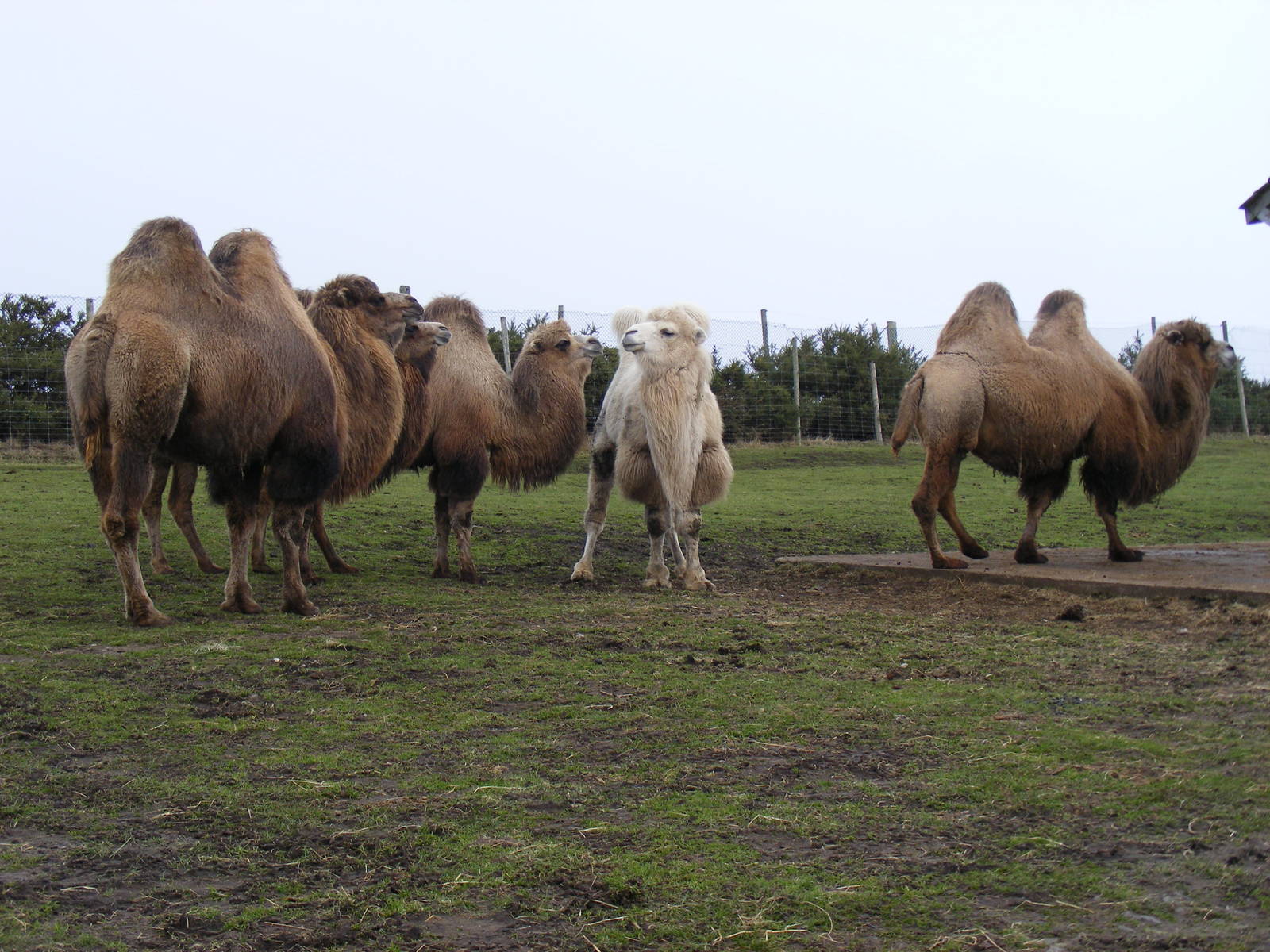 Bactrian camels at West Midland Safari Park, 13 February 2010