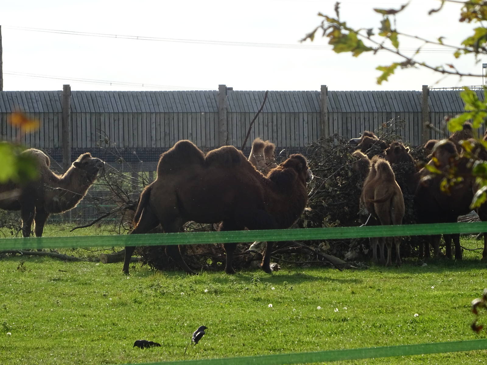 Bactrian Camels at Yorkshire Wildlife Park