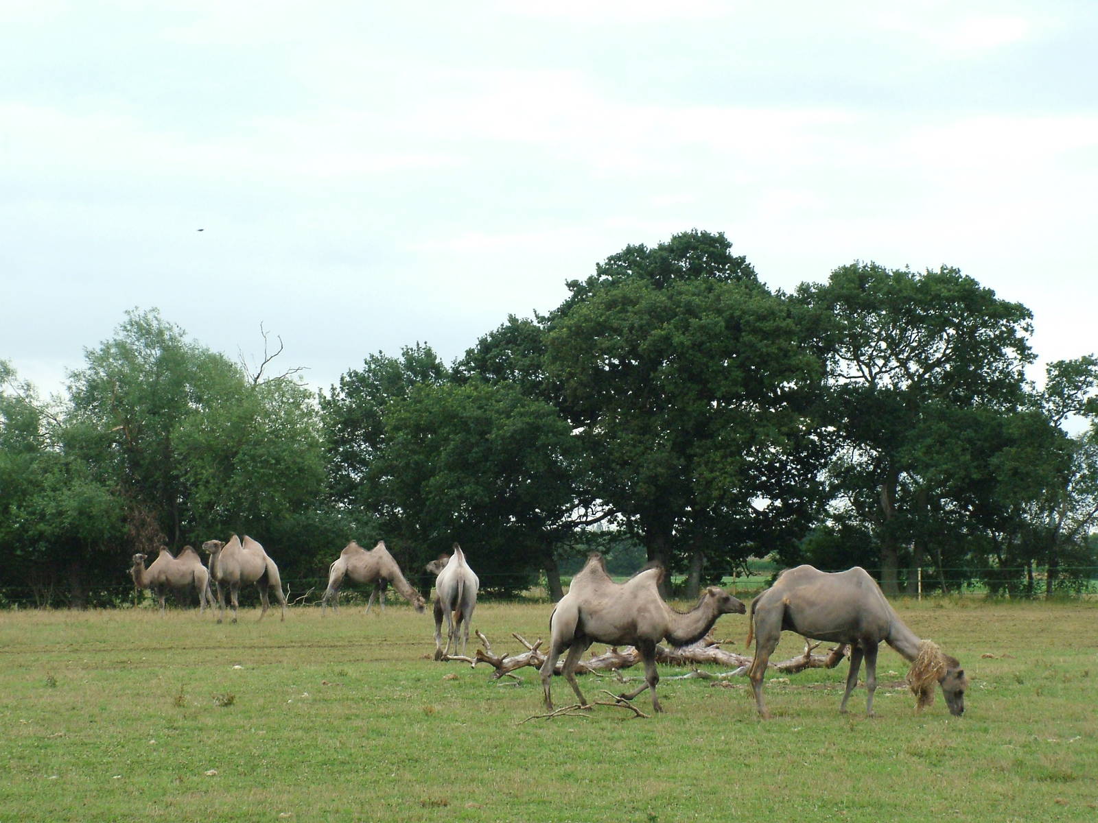 Bactrian Camels at Yorkshire WP, 18/07/10