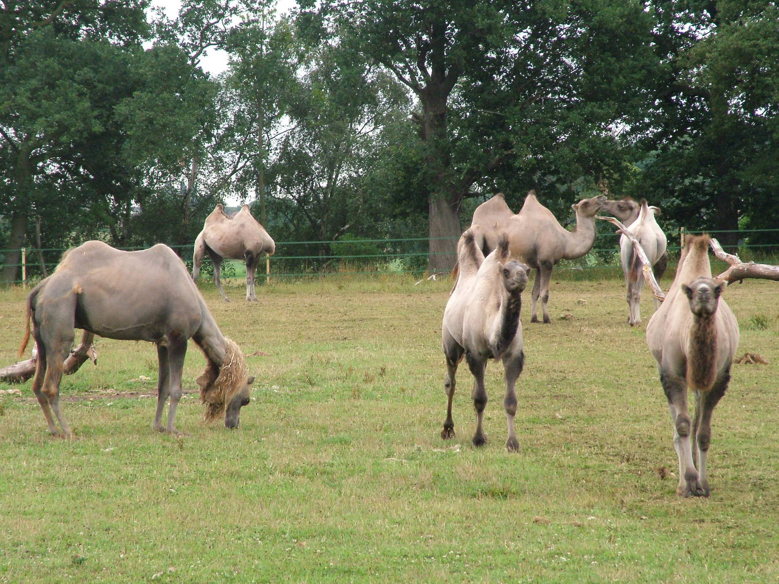 Bactrian Camels at Yorkshire WP, 18/07/10