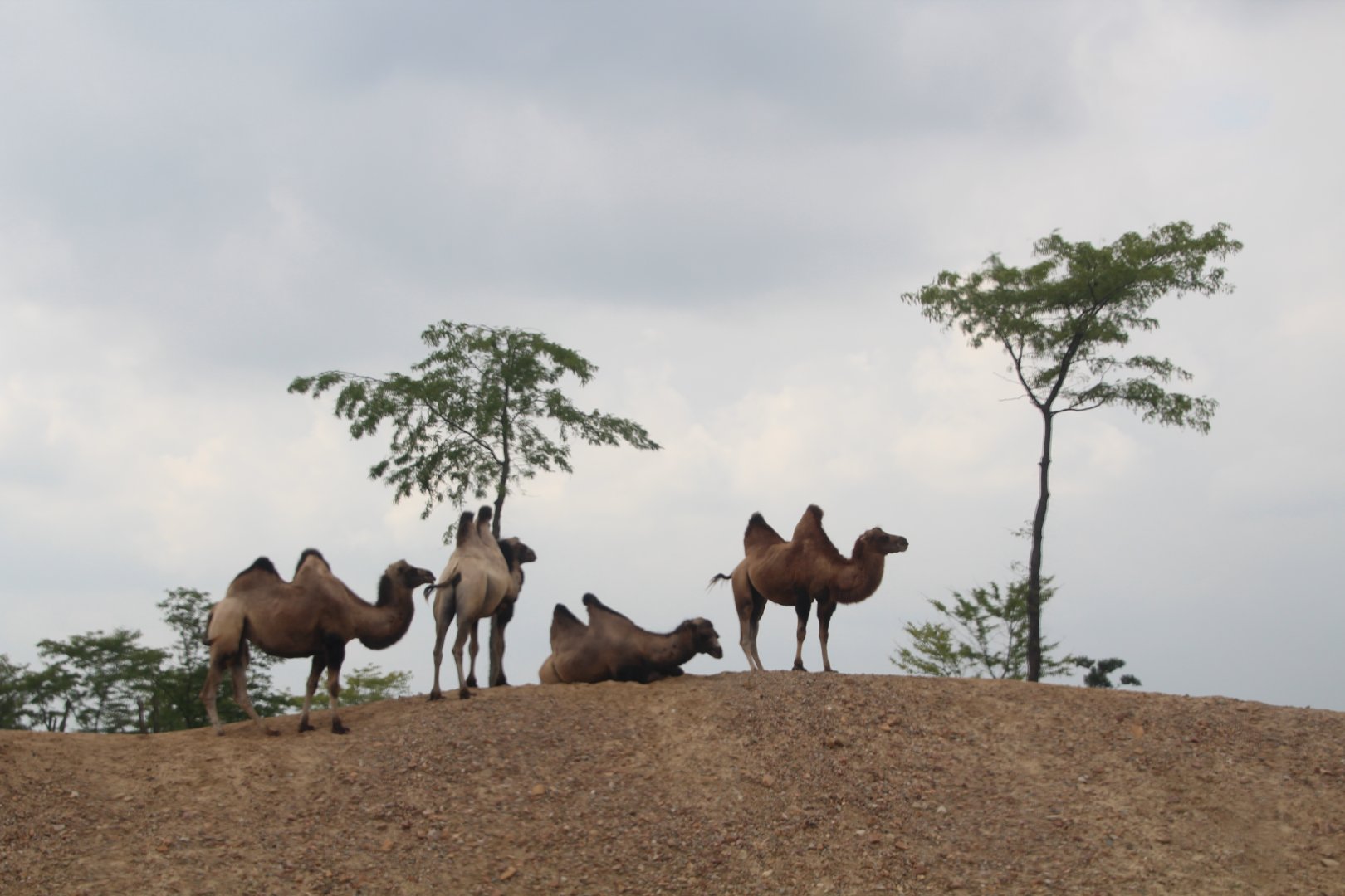 Bactrian camels - August 2018