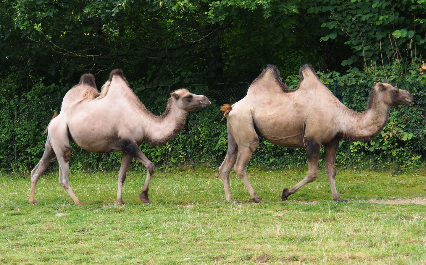 Bactrian camels (Camelus bactiranus), 2019-07-21