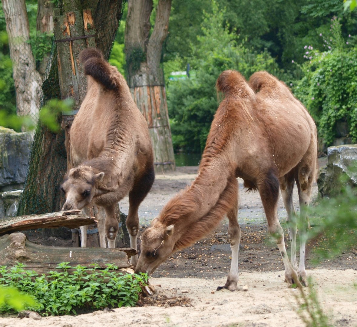 Bactrian camels (Camelus bactrianus), 2015-07-19