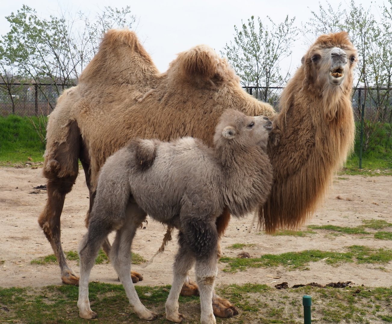 Bactrian camels (Camelus bactrianus), 2019-04-06