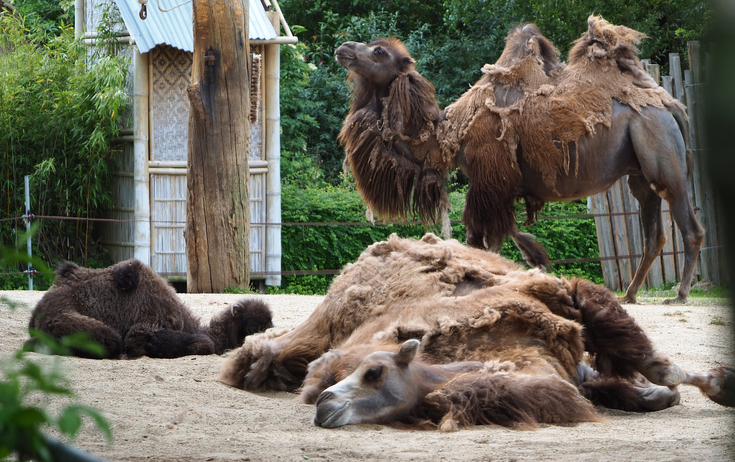 Bactrian camels (Camelus bactrianus), 2020-05-23