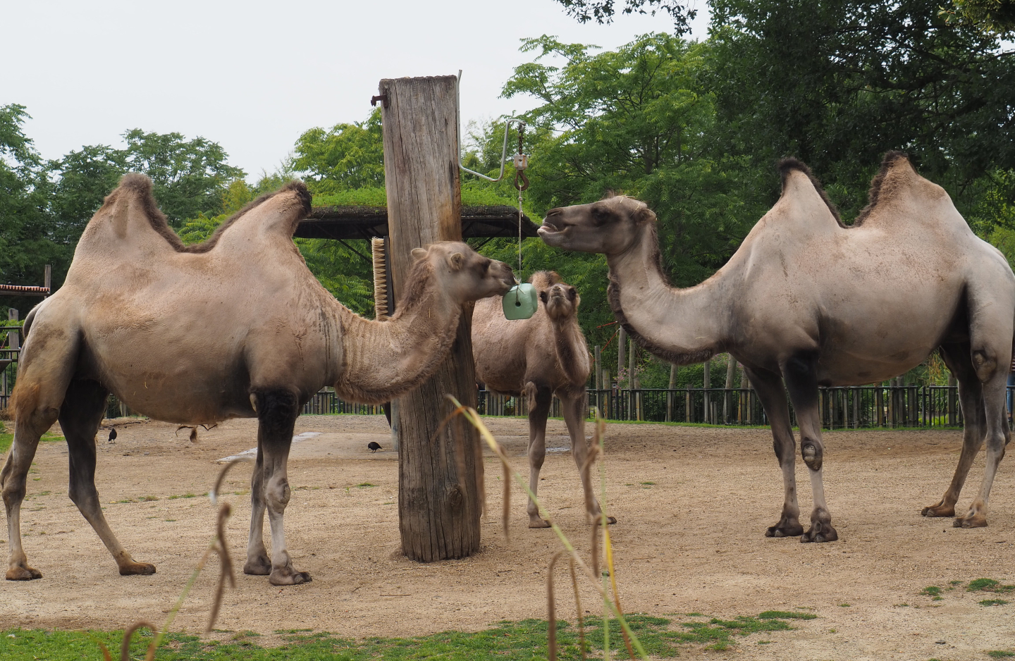 Bactrian camels (Camelus bactrianus), 2020-07-14