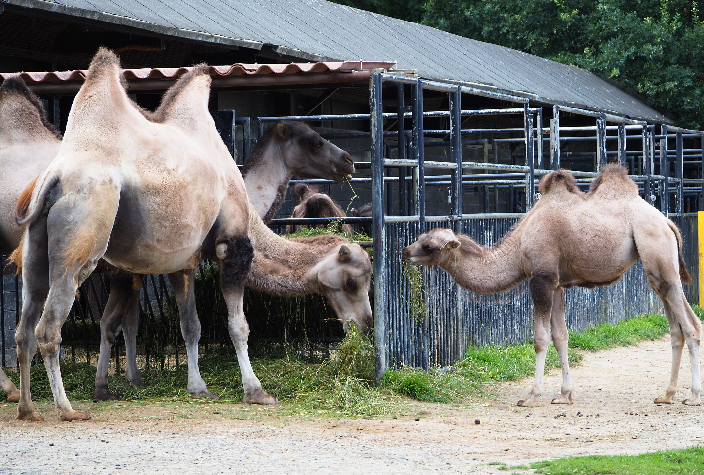 Bactrian camels (Camelus bactrianus), 2020-07-21