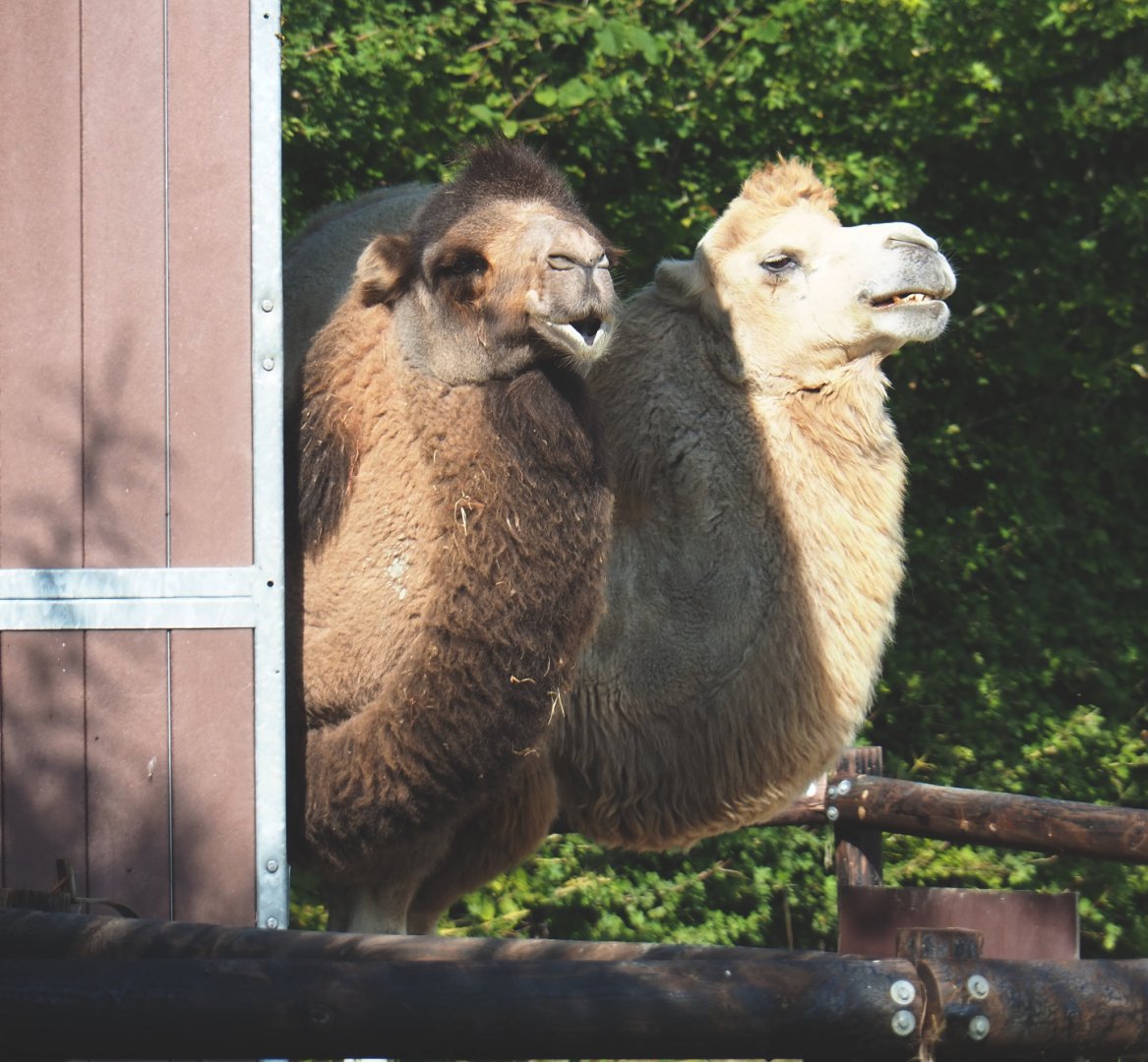 Bactrian camels (Camelus bactrianus), 2020-09-12
